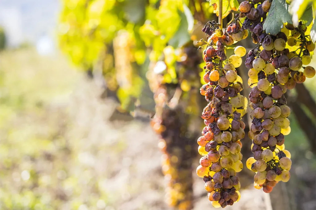 Hrozno napadnuté ušľachtilou plesňou Botrytis cinerea (cibéby)